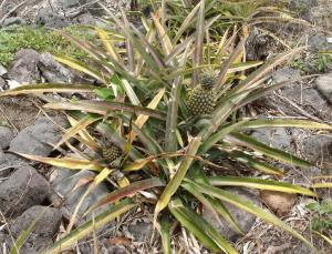 ananas